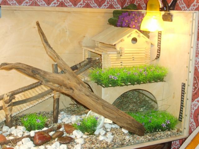Сухопутные черепахи как сделать домик Сухопутные черепахи как сделать домик