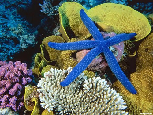 Ракушки, кораллы, морские звезды